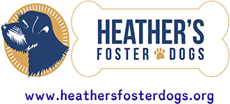 Feature Image for Heather’s Foster Dogs