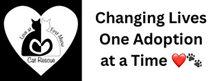 Feature Image for Love At First Meow Cat Rescue