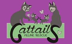 Feature Image for Cattails Feline Rescue
